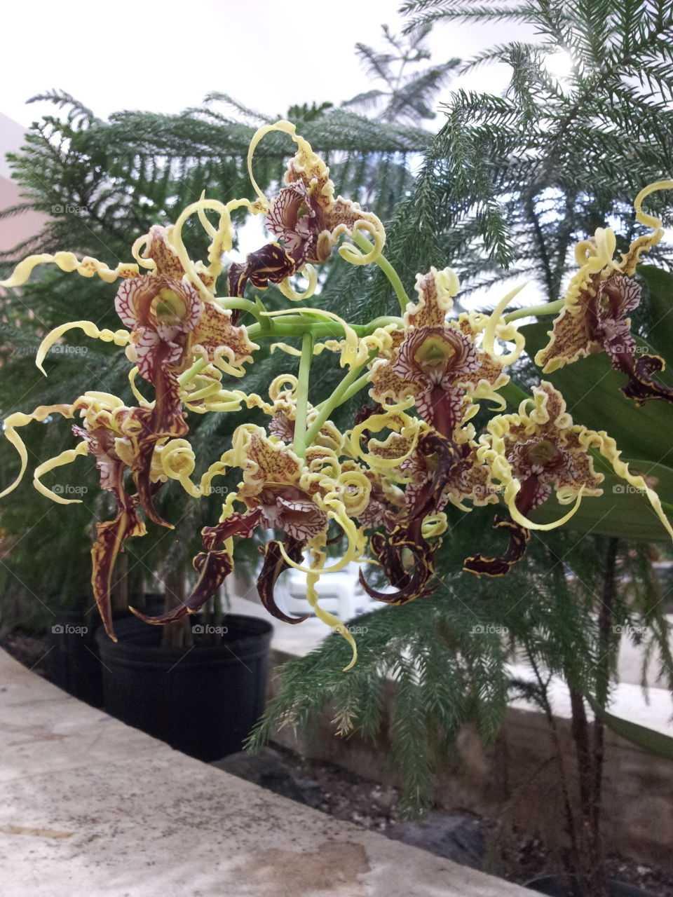 Dendrobium spectabile orchid