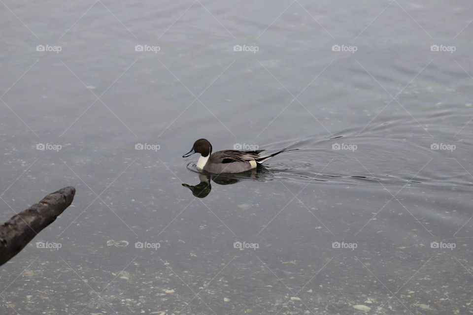 Duck swimming in a shallow water 