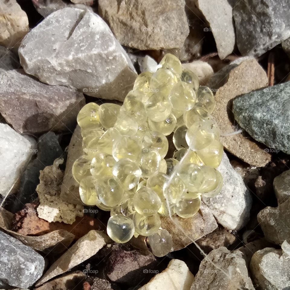 Snail eggs - Schneckeneier