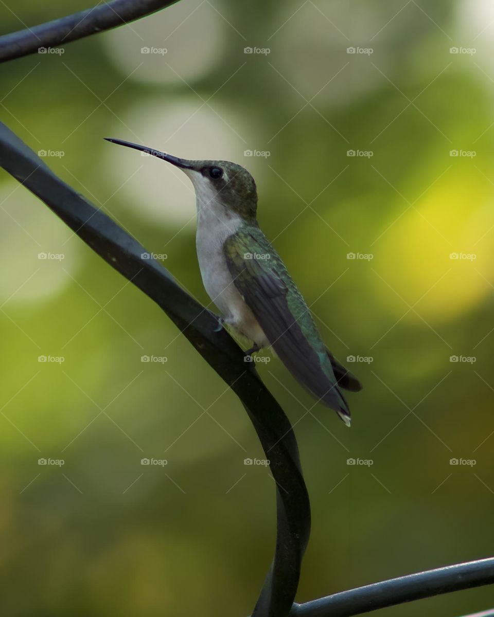 Streamlined Portrait; Hummingbird