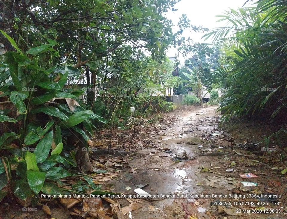 Forest Road of the Inland Indigenous Community of the Ketapik Tribe, West Bangka, Bangka Belitung Islands, Sumatra, Indonesia