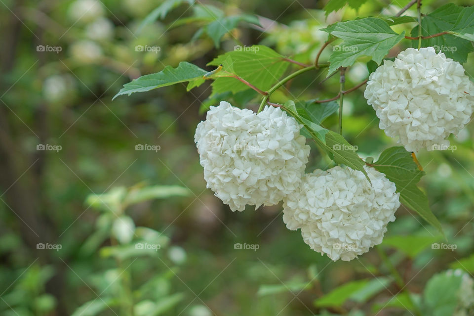 white flowers,snowball