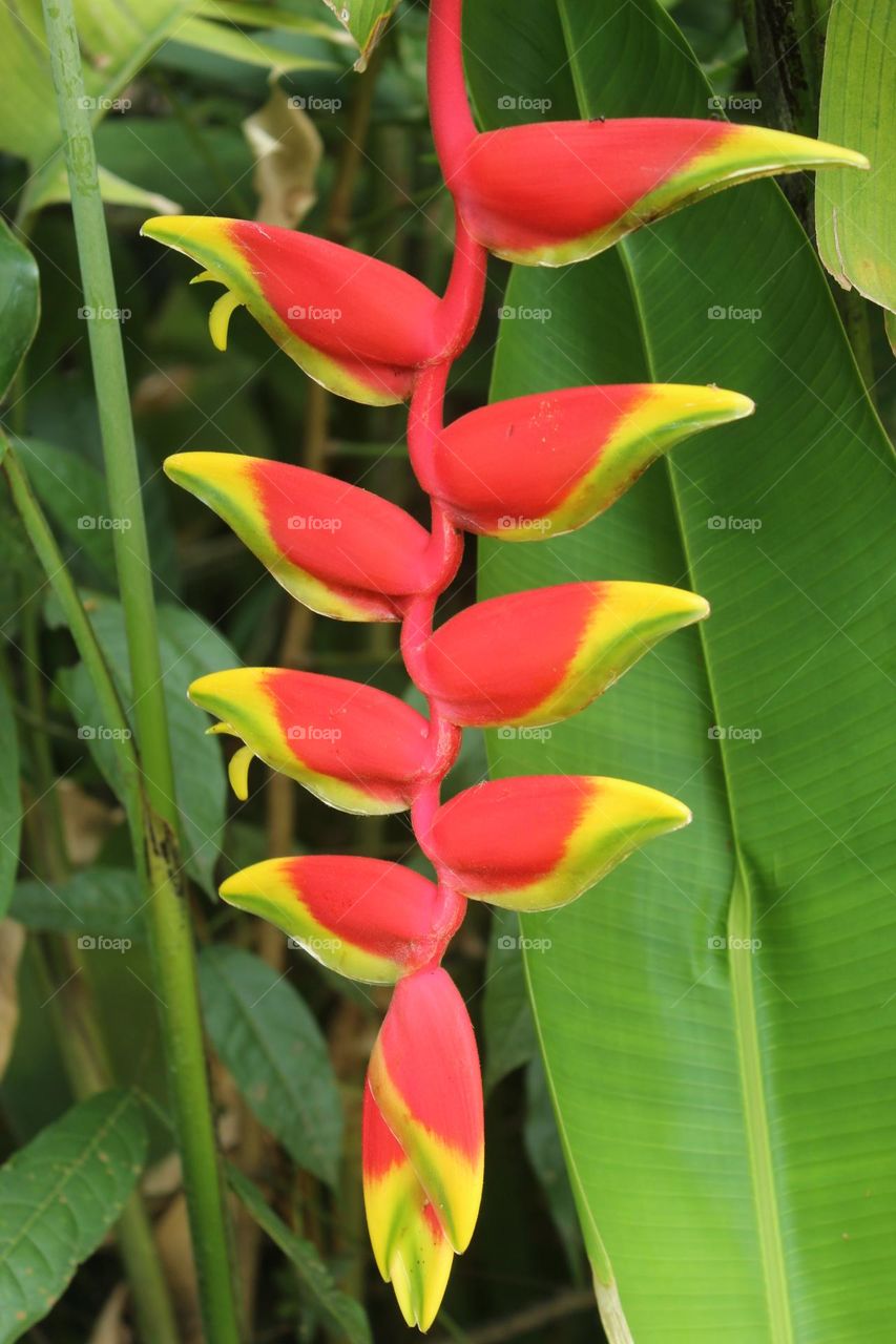 ornamental banana flower