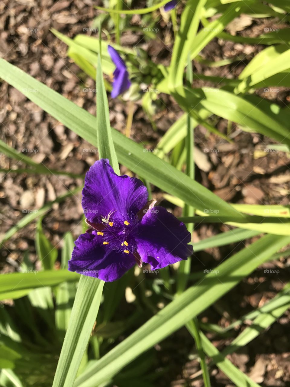 Garden flowers 