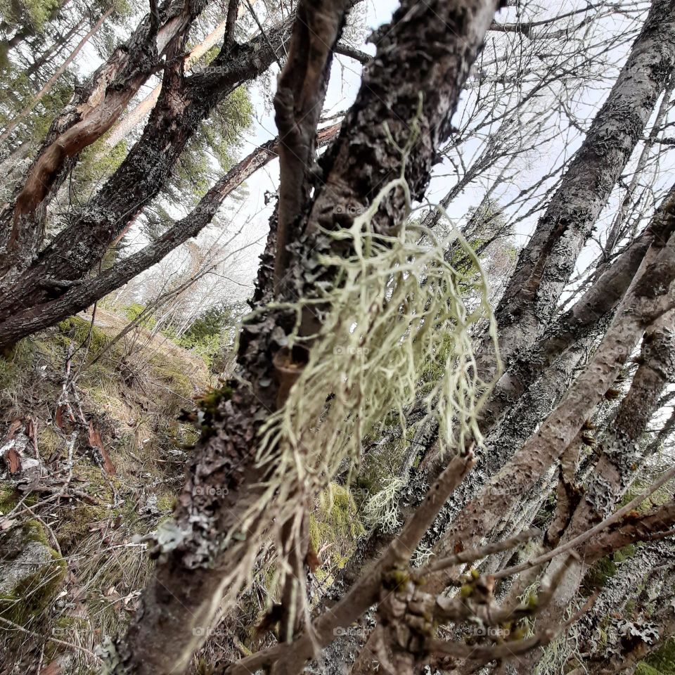 exploring the magic forest