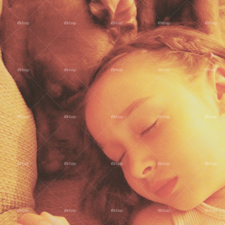 Cuddle Buddies. Little girl sleeping with a large brown dog, a pit bull.