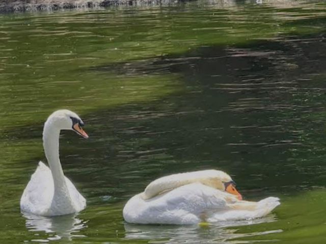 Comfort birds