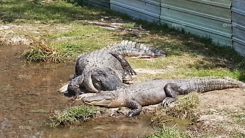 Mississippi Alligators