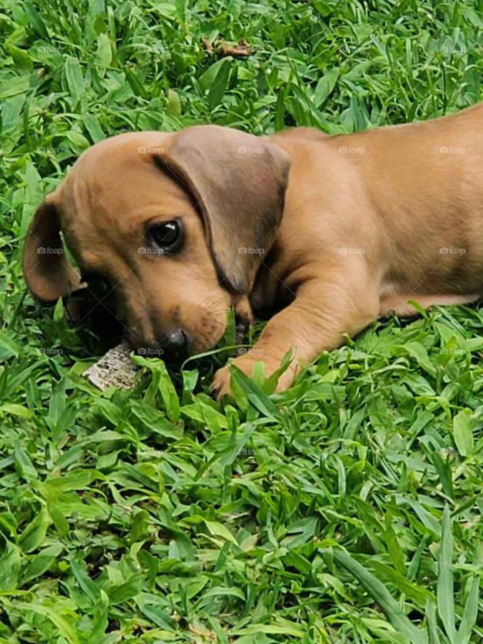 Cute Brown Dachshund Puppy Playing With Grass