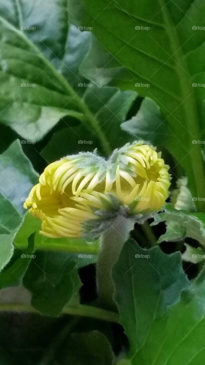 Siamese Twins Conjoined Yellow Flower