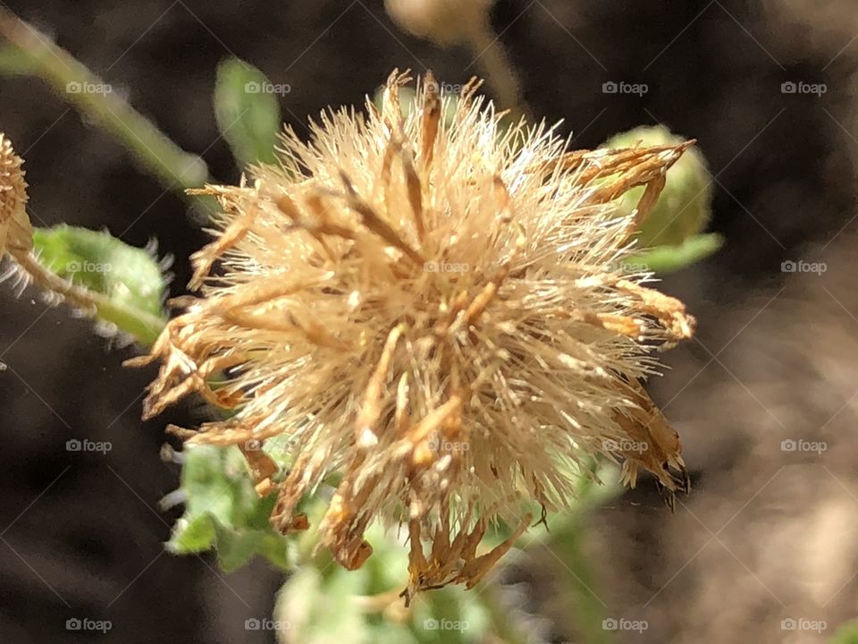 A lovely dried up fall weed