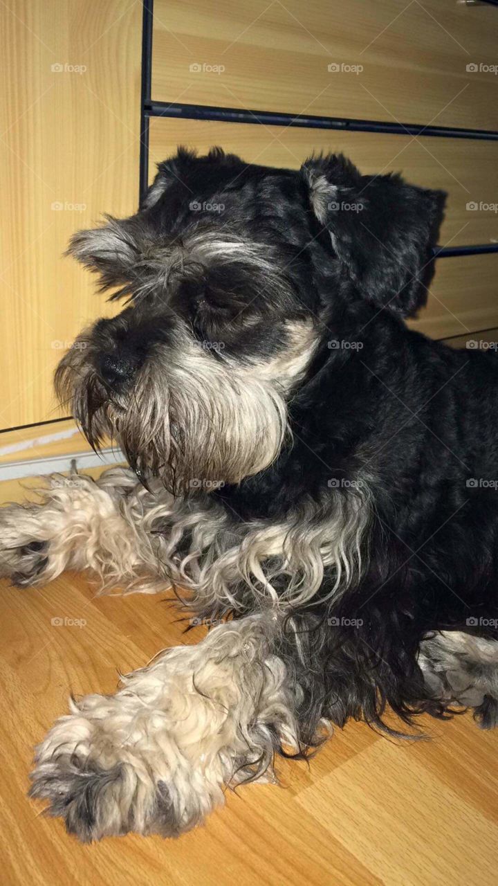 schnauzer