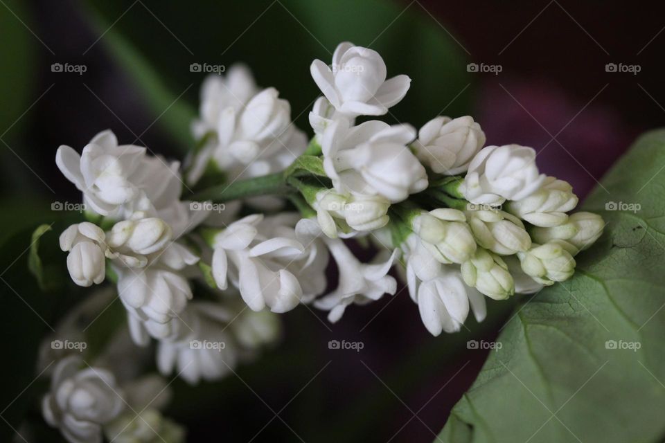 Lilly flower