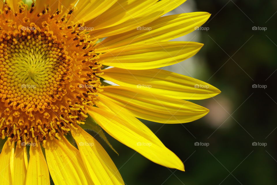 sunflower