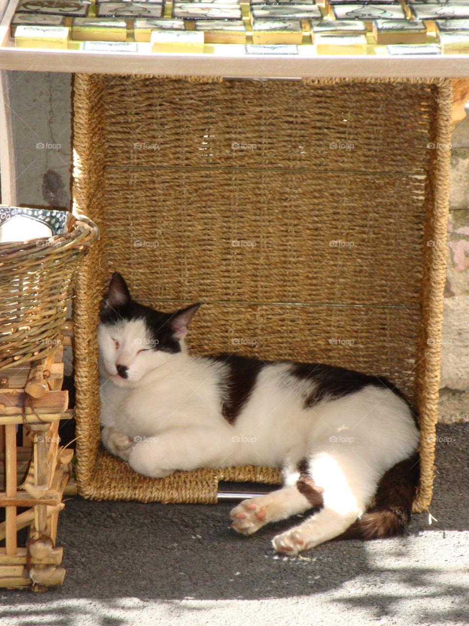 Cat in a wicker basket