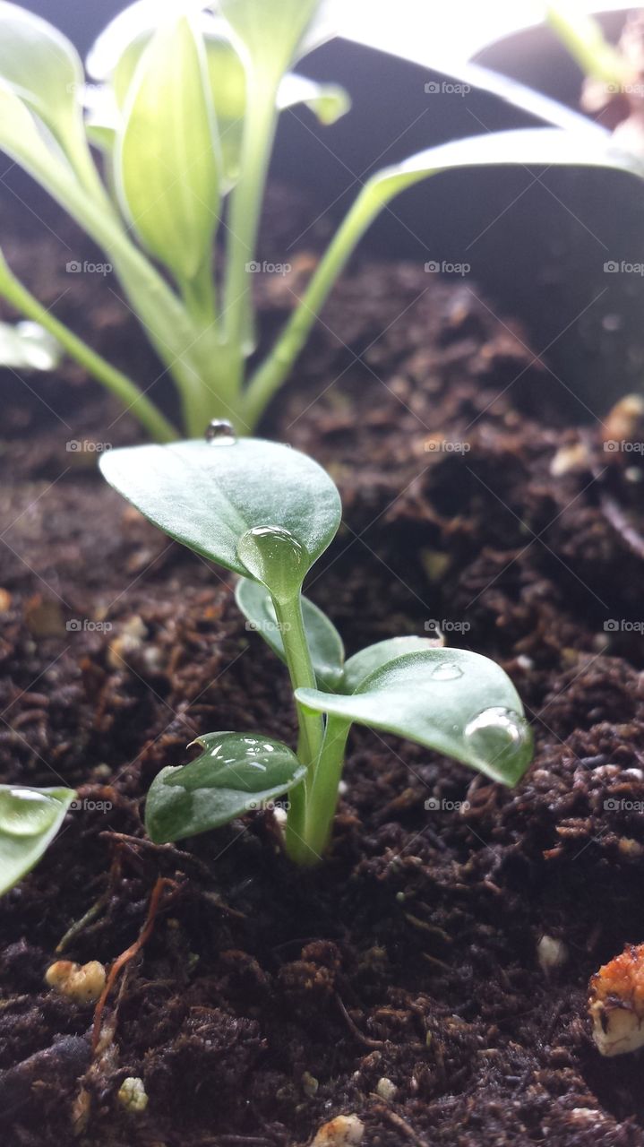Close-up of a seedling
