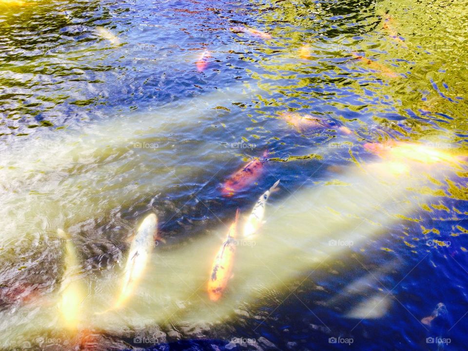 #FoapMarch17 picmas 
Koi fish lounging in the morning sun,
Chinese gardens, Ultimo, Sydney, Australia