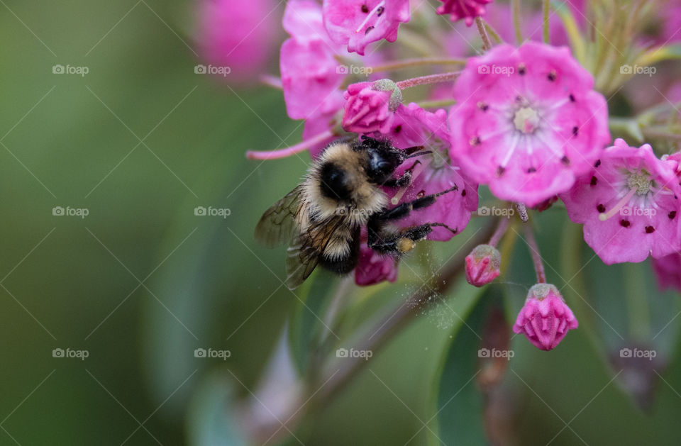 Busy bee during summer