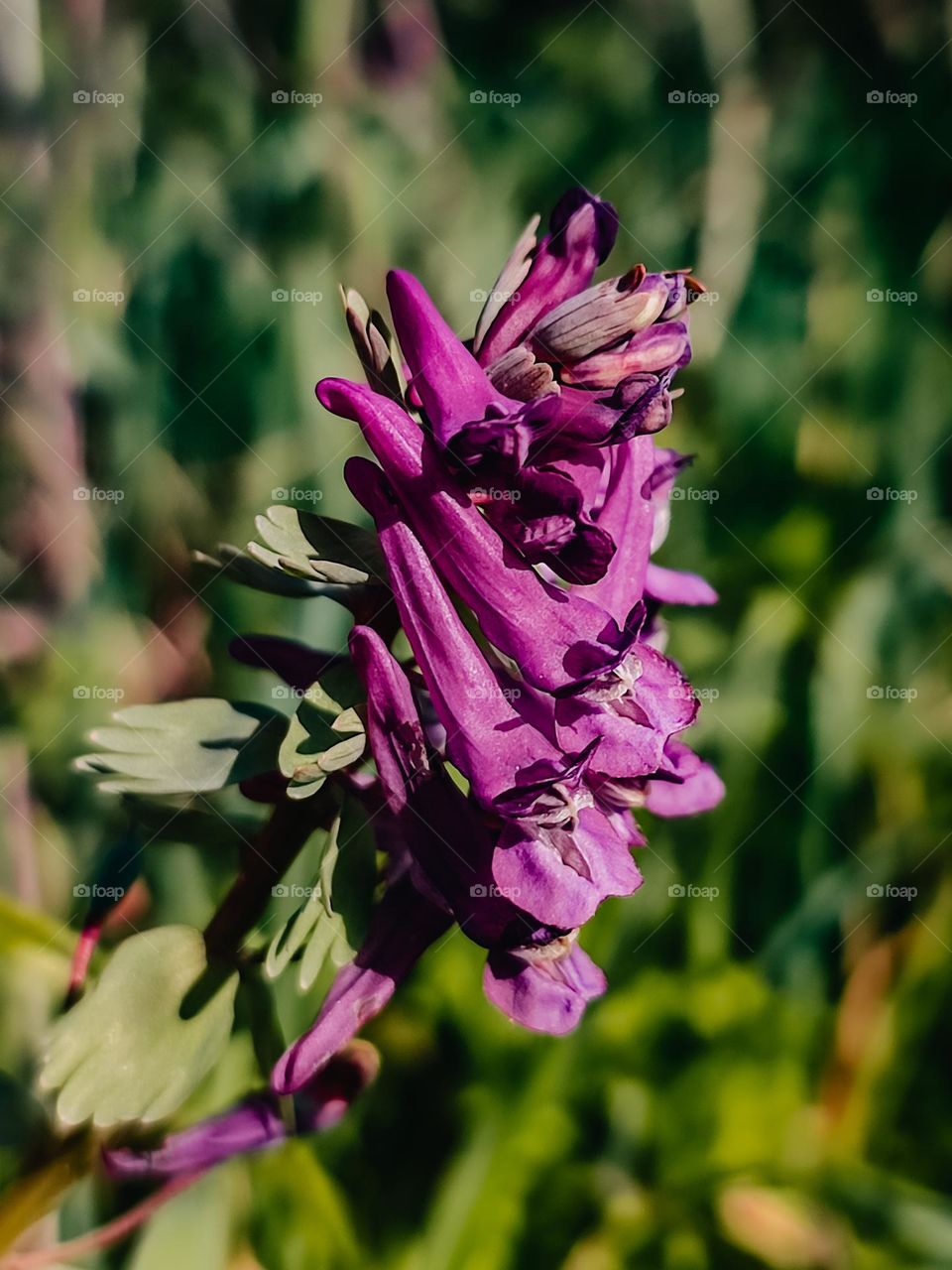 Purple spring flower Corydalis solida macro photography, nature photography, botanical plant picture