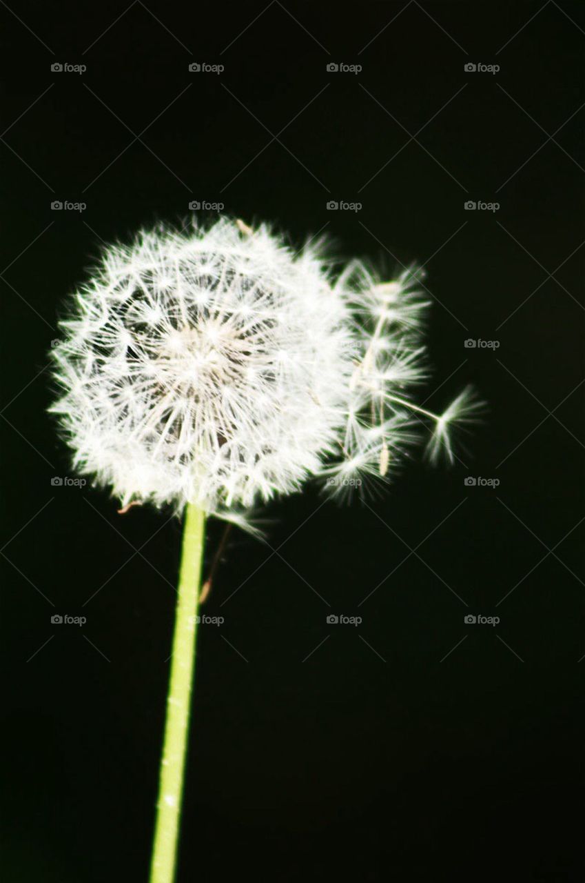 White Dandelion 