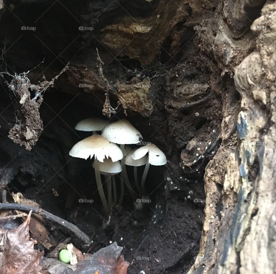 Hidden mushrooms 