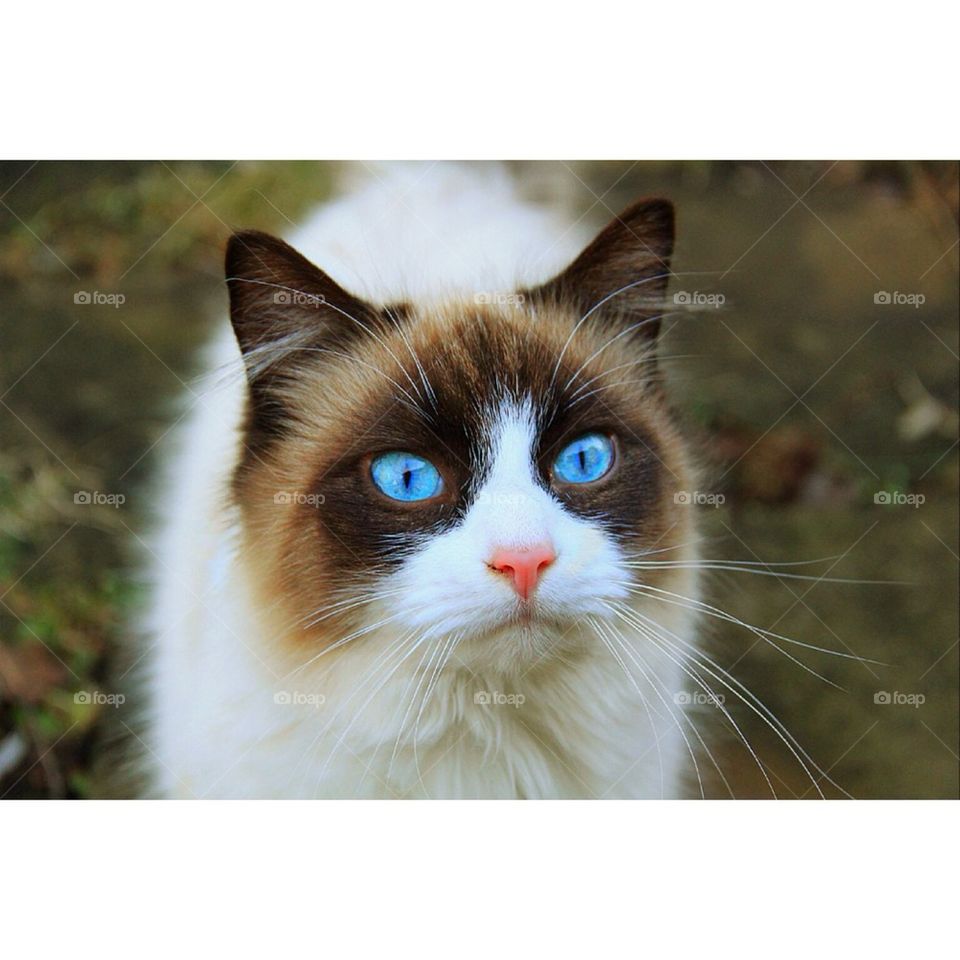 Blue Eyed Cat