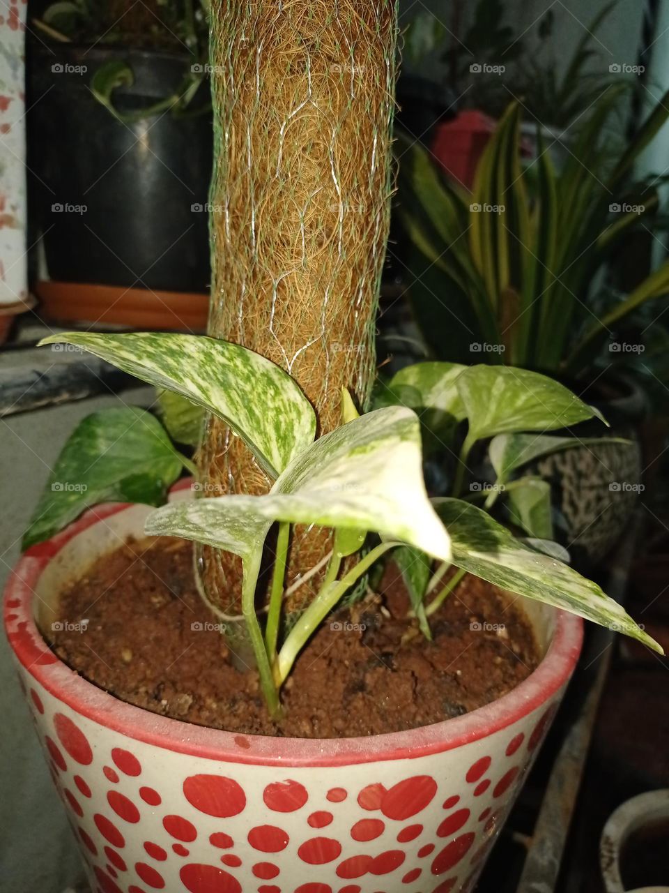 money plant with white and green colour leaf on the red and white colour pot in balcony night photography
