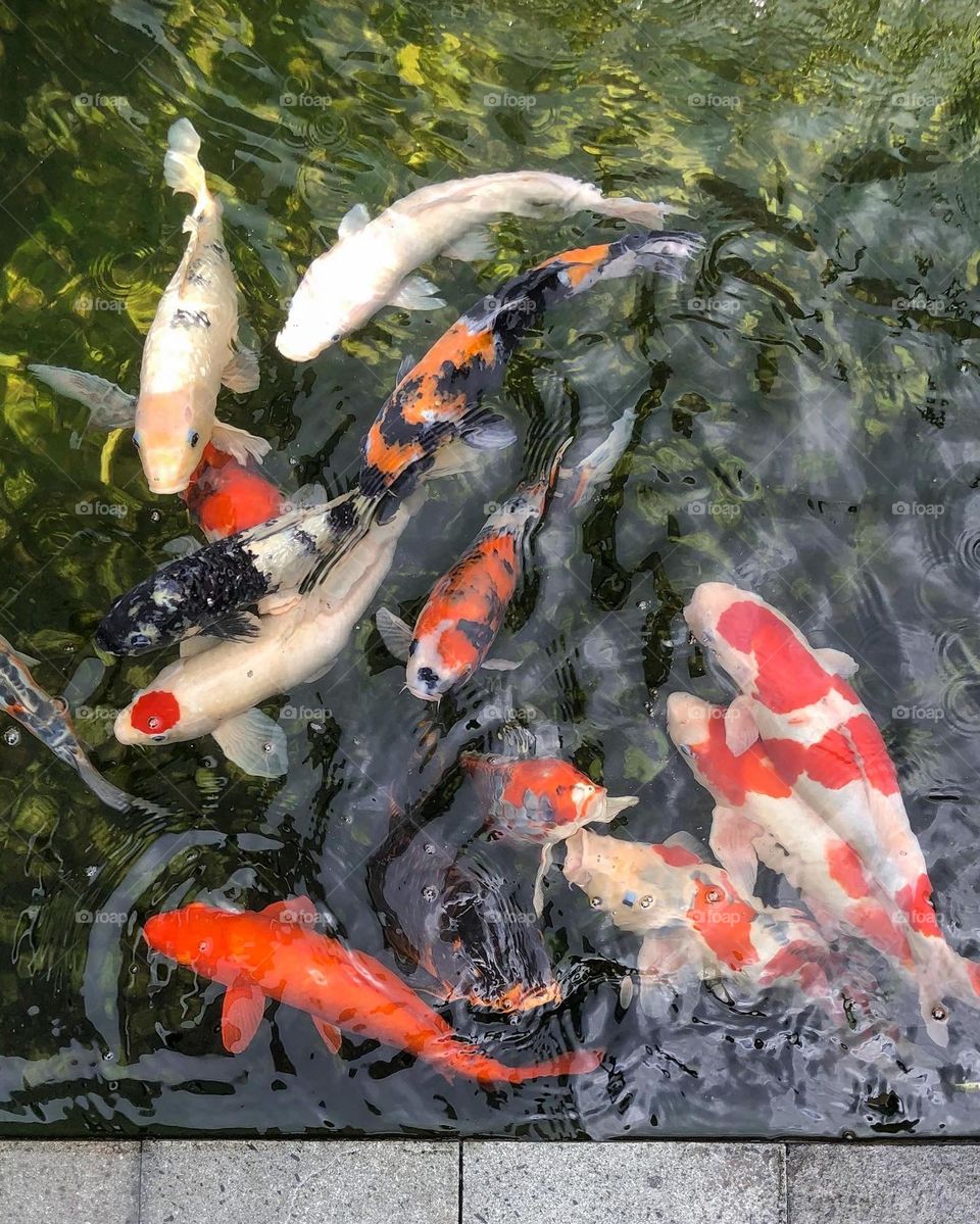 Koi