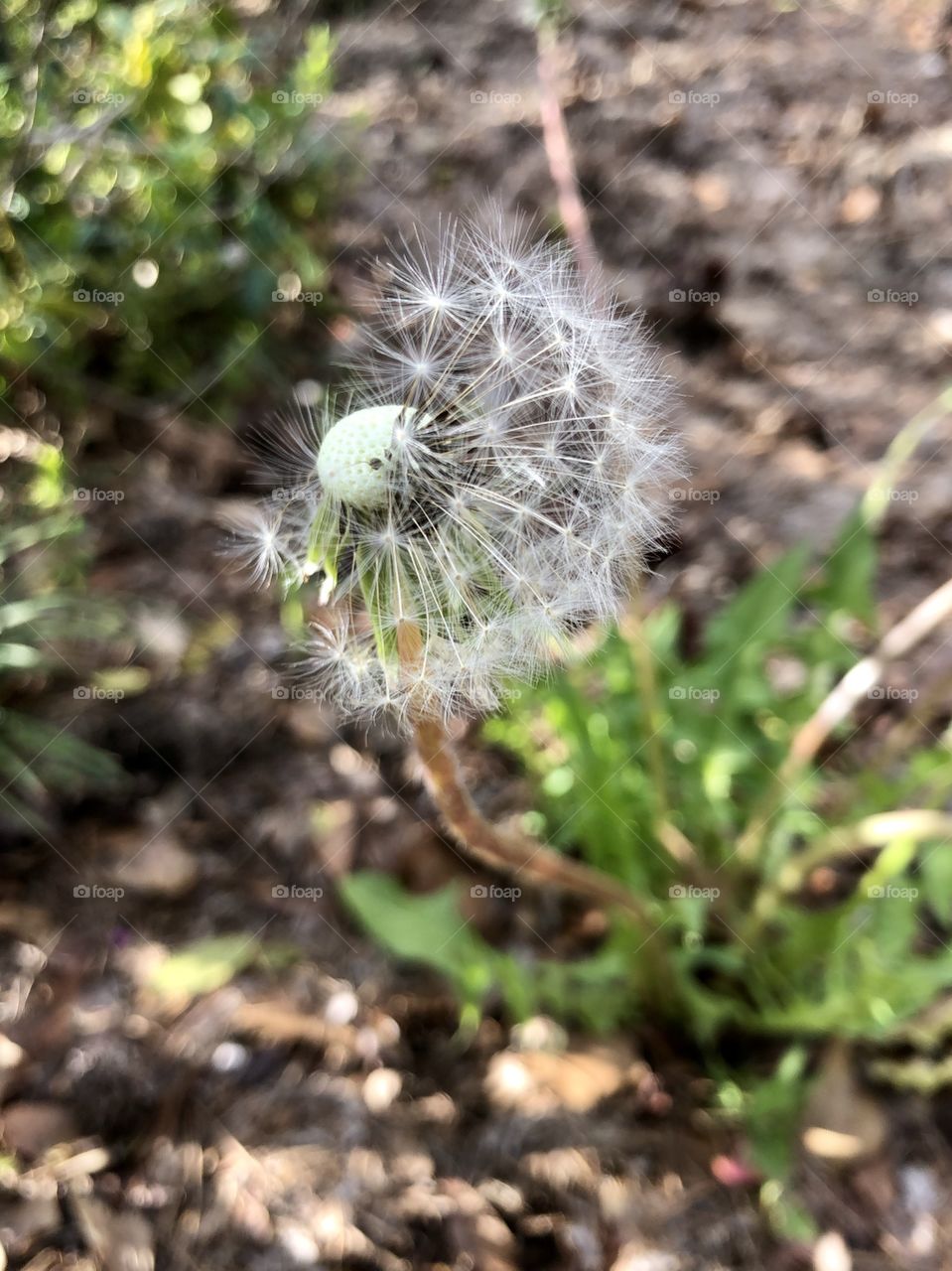 Halfway to springtime 