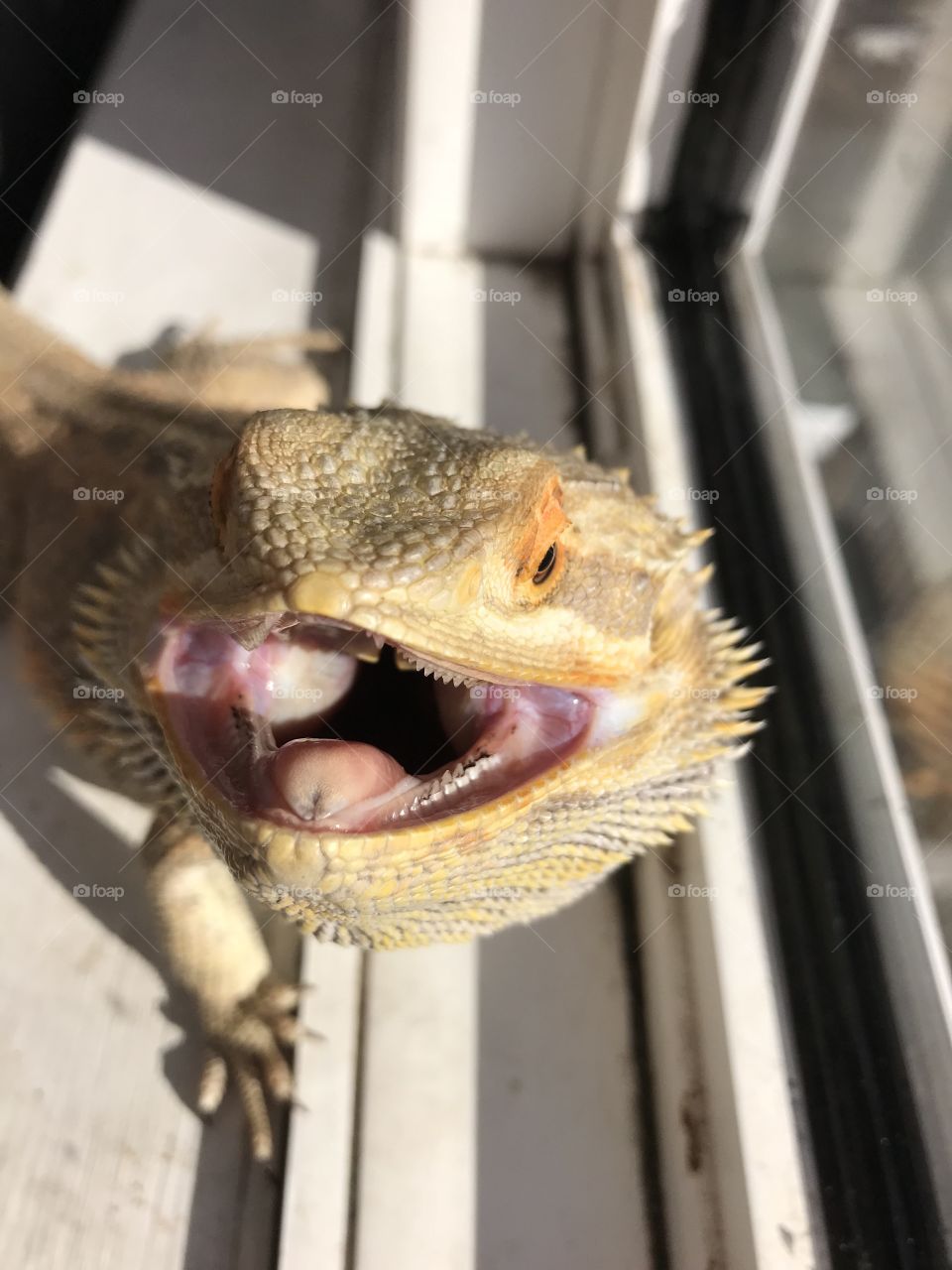 Smiling Bearded Dragon 