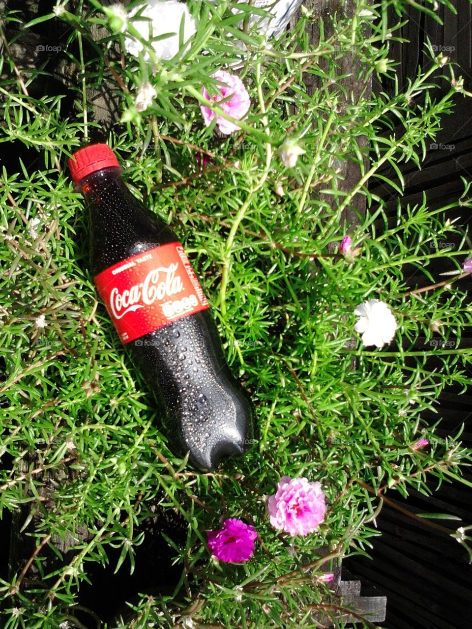 fresh day with cocacola