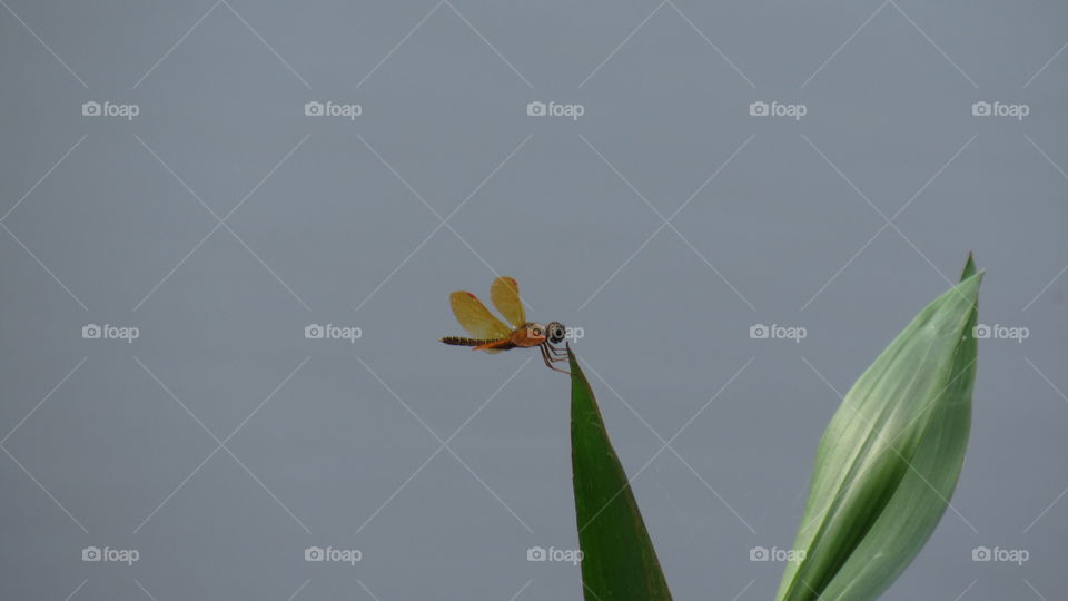 dragonfly libélula