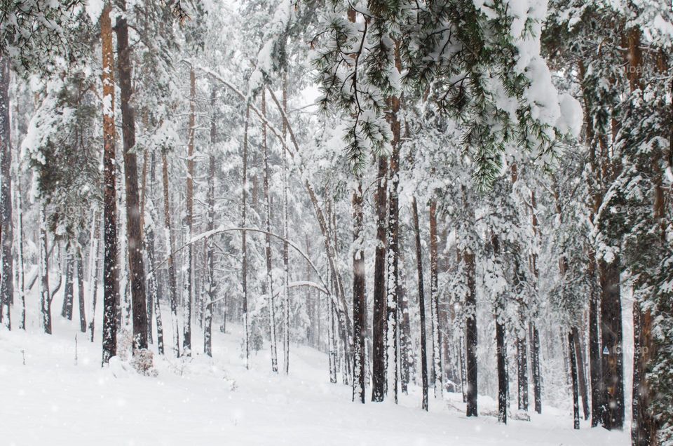 Winter landscape