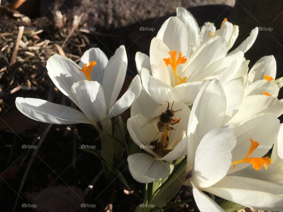 Lovely spring flower