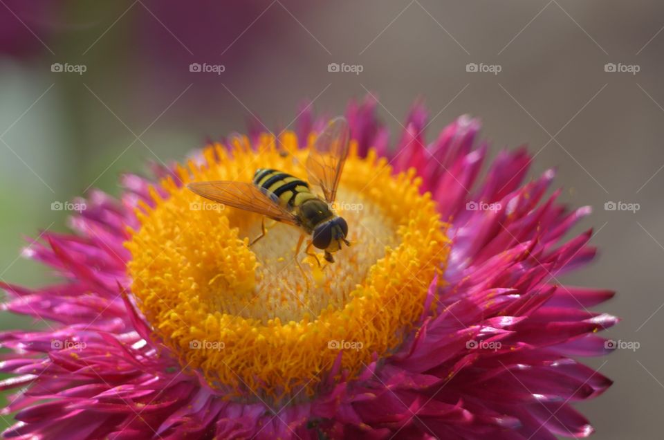 bee