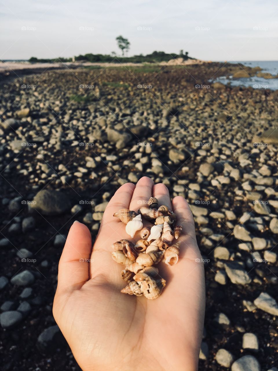 Collecting seashells by the seashore 