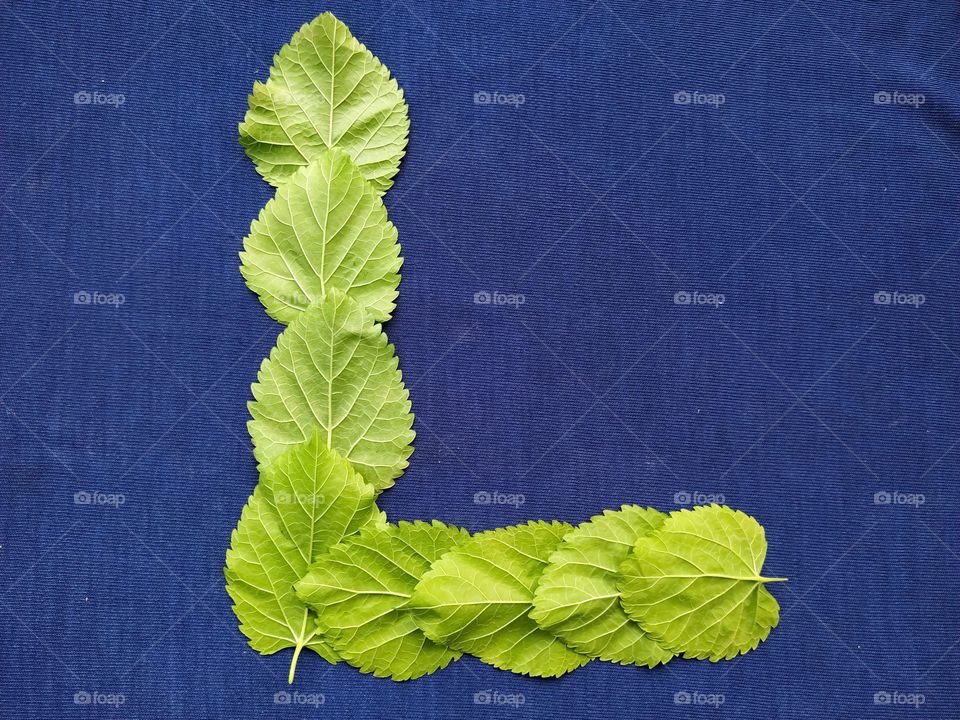 Letter L alphabet made with mulberry Tree Green leaf over blue background