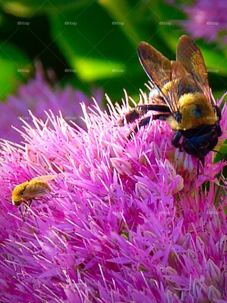 bee