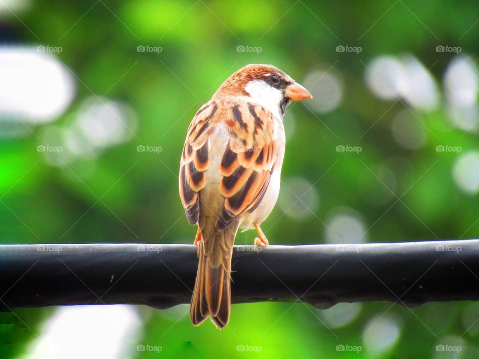 Sparrows are a family of small passerine birds. They are also known as true sparrows, or Old World sparrows, names also used for a particular genus of the family, Passer.