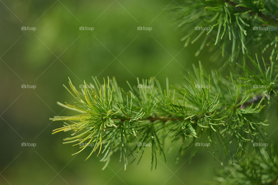 Background of green fir branches.


Photos of green fluffy fir branches in summer. Photo for the background.