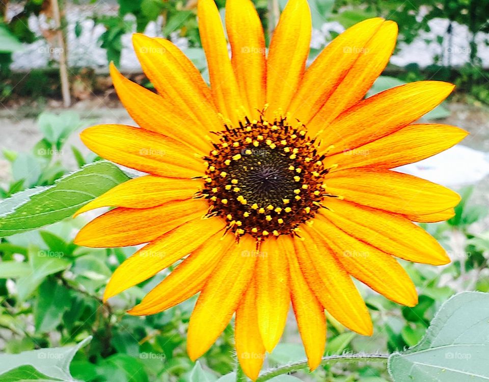 Sunflower