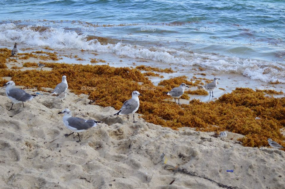 Birds on the beach