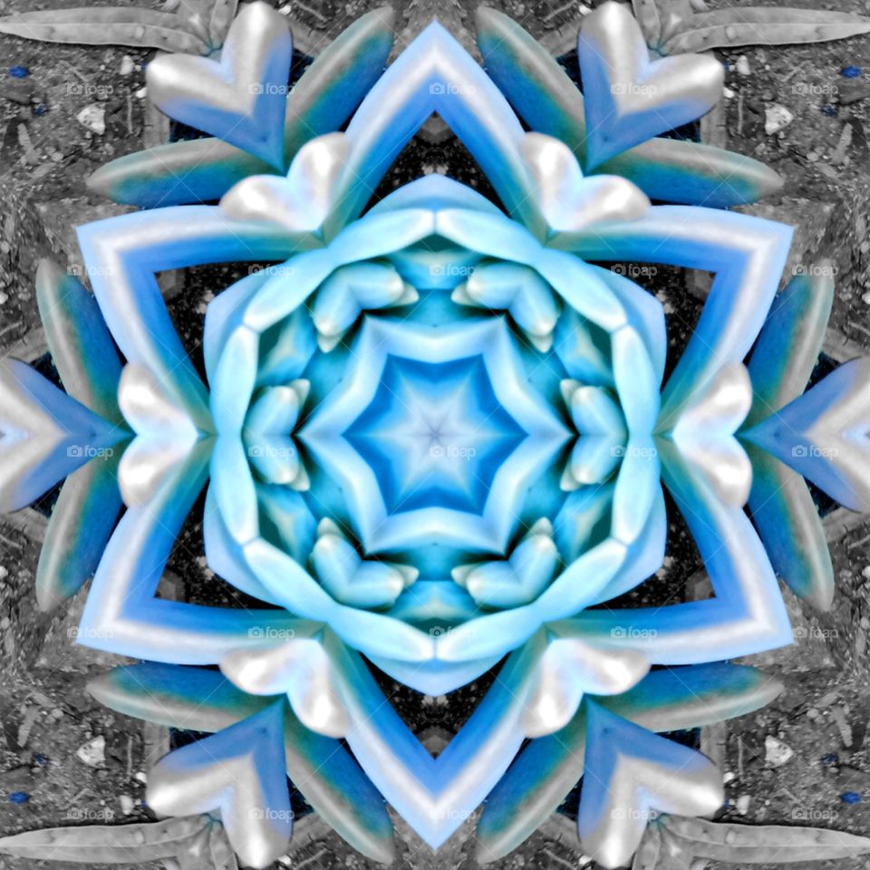 blue succulent kaleidoscope