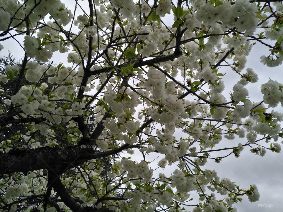 real flowers tree