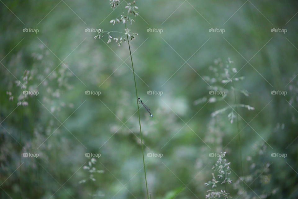 Damselfly Fairytale; Focus on a Northern Bluet Damselfly surrounded by rural overgrowth.  