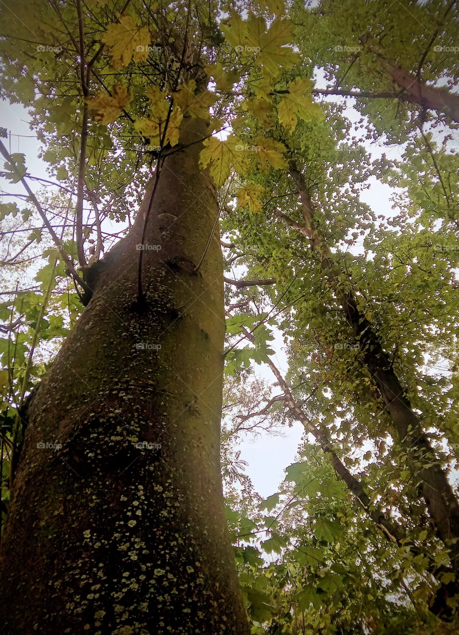 forest