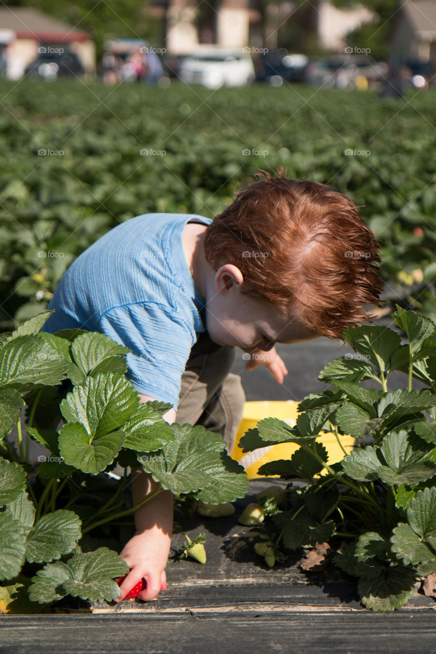 Strawberry picker