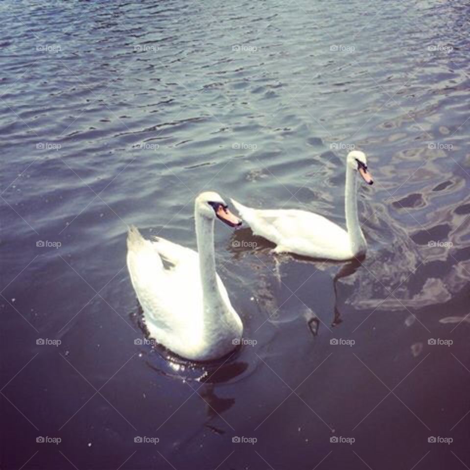Swans in the lagoon