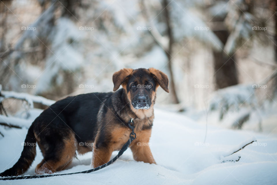 Red cute german shepard 3-th months puppy portrait at snow at the winter