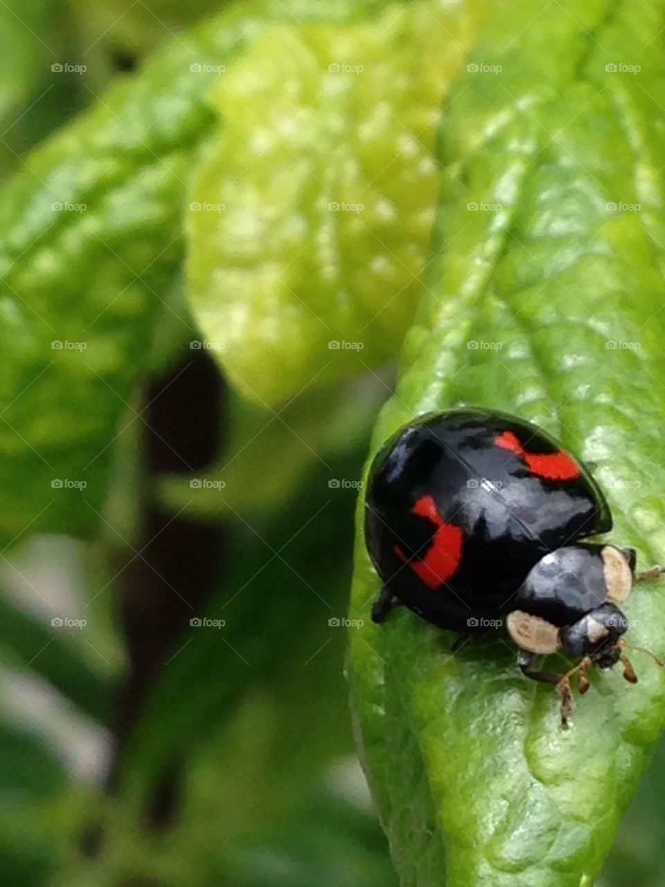 Lady bug